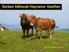 Kurban Edilecek Hayvanın Vasıfları